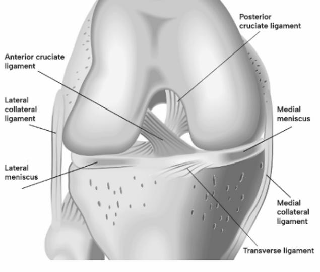 Best ACL Doctor In Satna